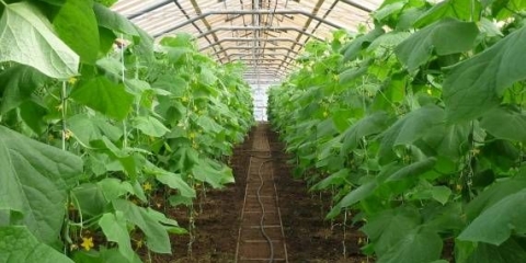 Kako mogu produžiti plodove krastavaca u stakleniku